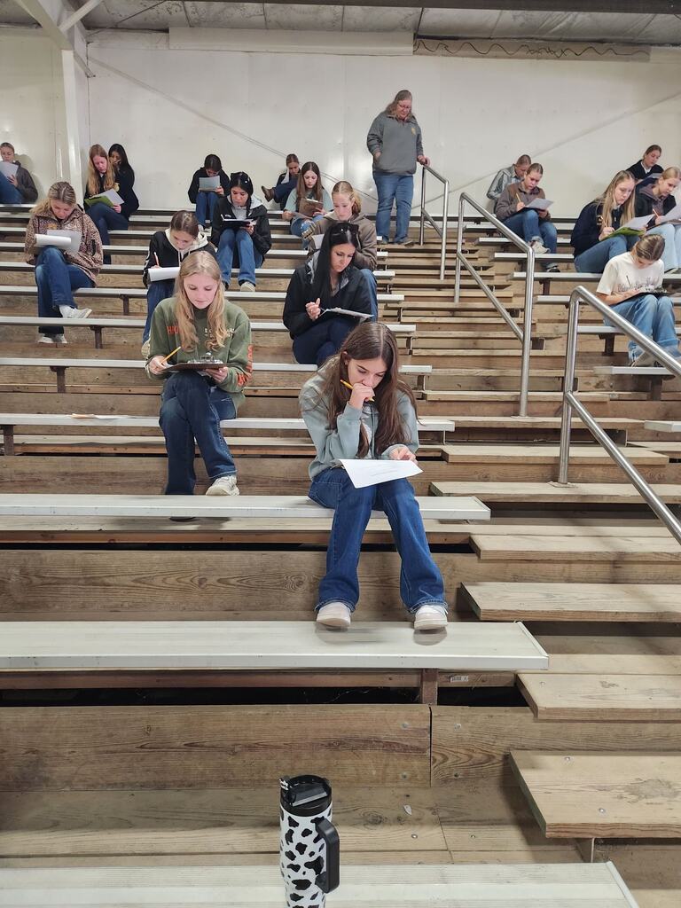 horse judging