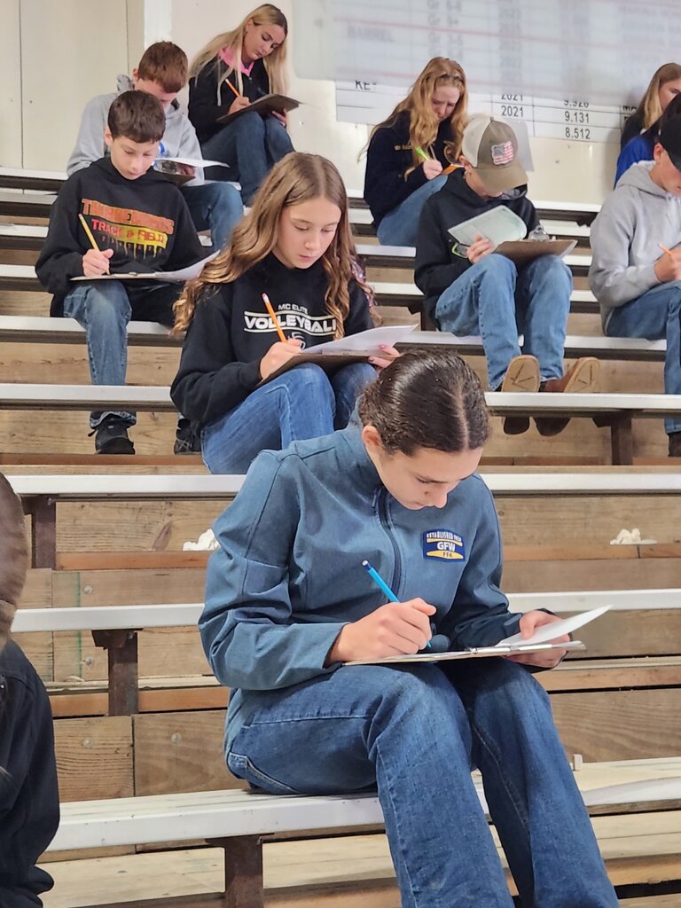 horse judging
