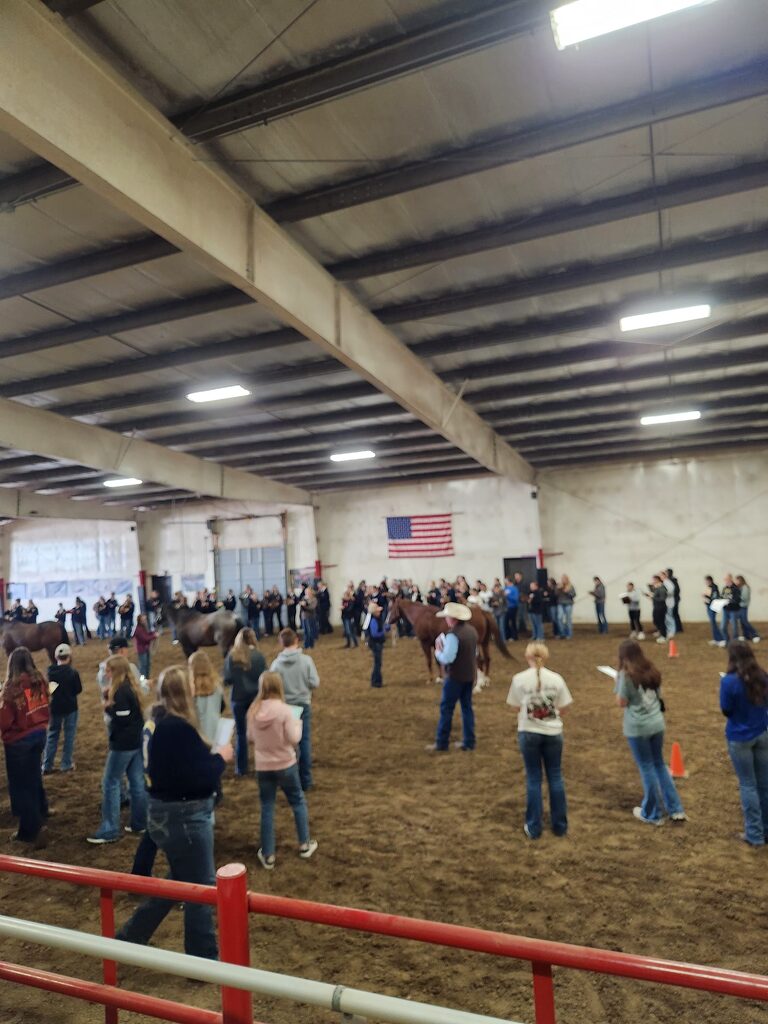 horse judging
