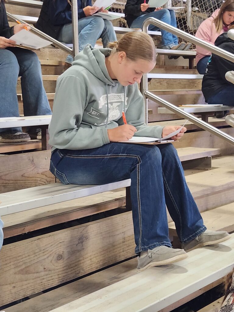horse judging