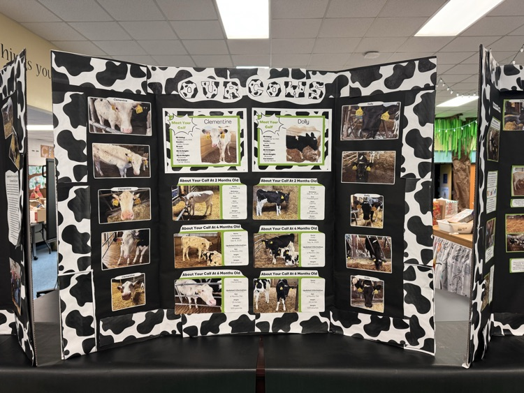 student STEM adopt a cow project 