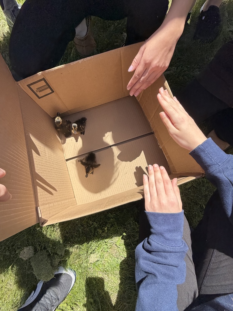 A cardboard box contains three baby ducks and three student's hands are shading the ducks from the sun.