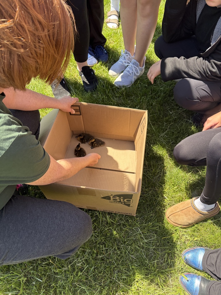 Students are surrounding a box with three baby ducks.  One student has his hand in the box.