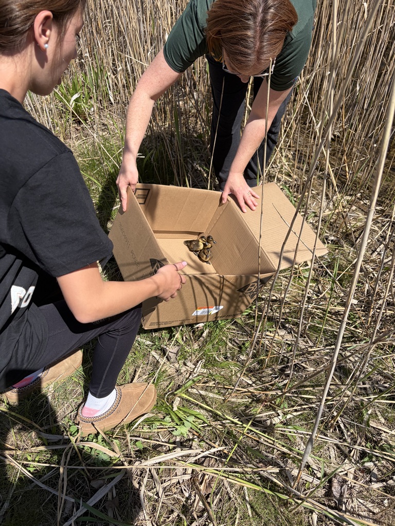 Two students stand amongst some brush and prepare to release the baby ducks into the pond.