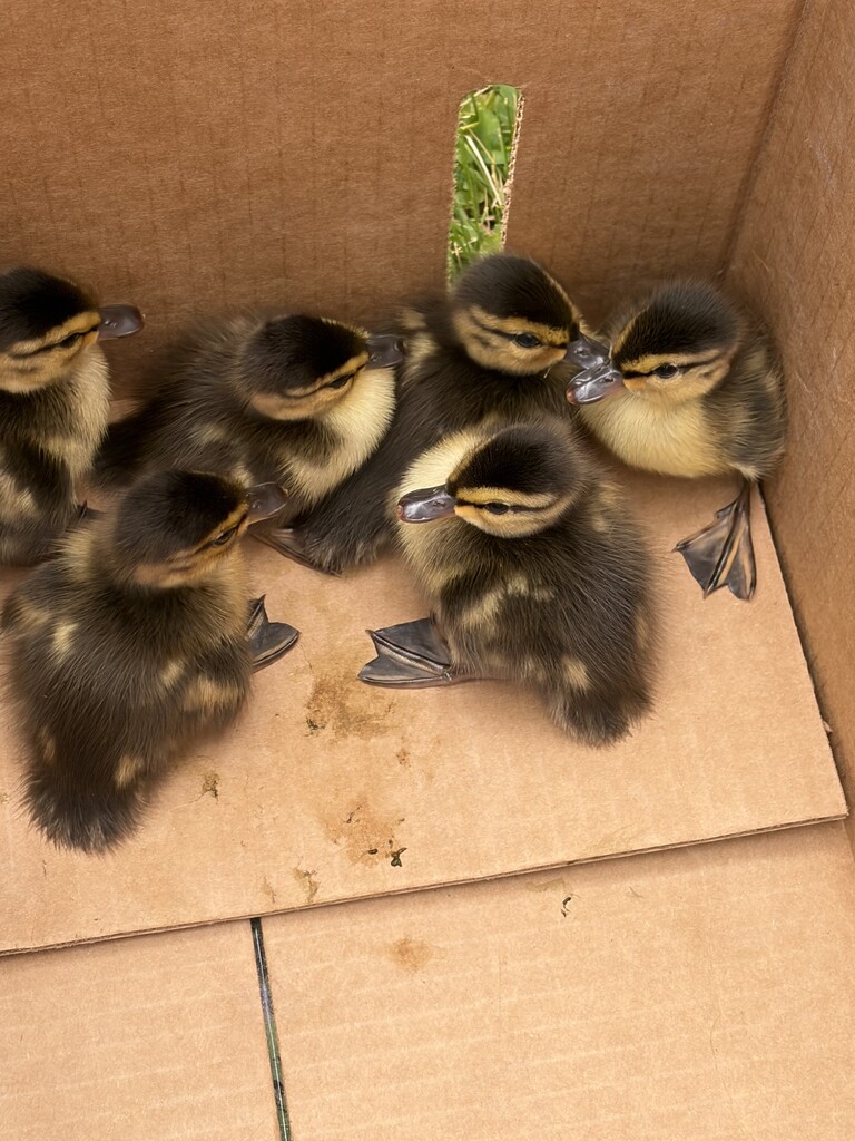 Baby ducks are in a box waiting to be released into the pond