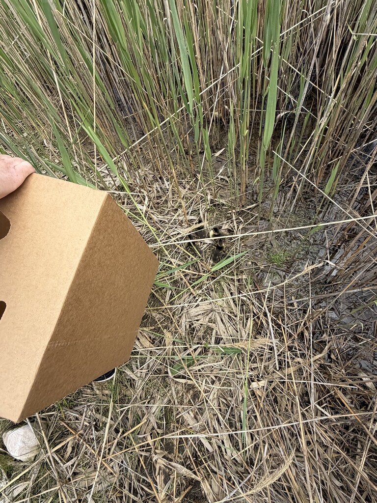 Baby ducks are being released from a box into the pond