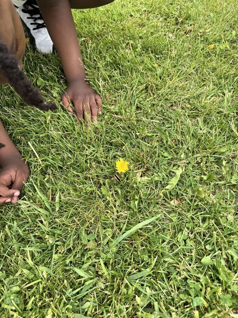chapman kindergarten butterfly release