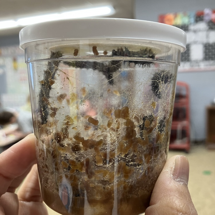 day 4: Caterpillars are making their way to the top.  
