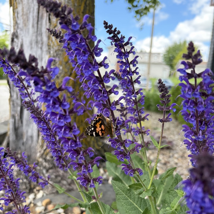 butterfly