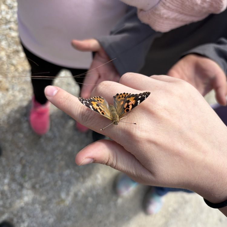 butterfly