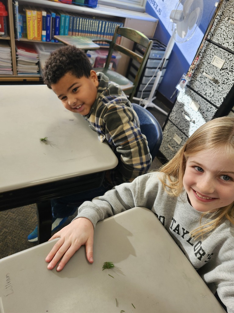 Trying to decide what kind of evergreen tree this is.