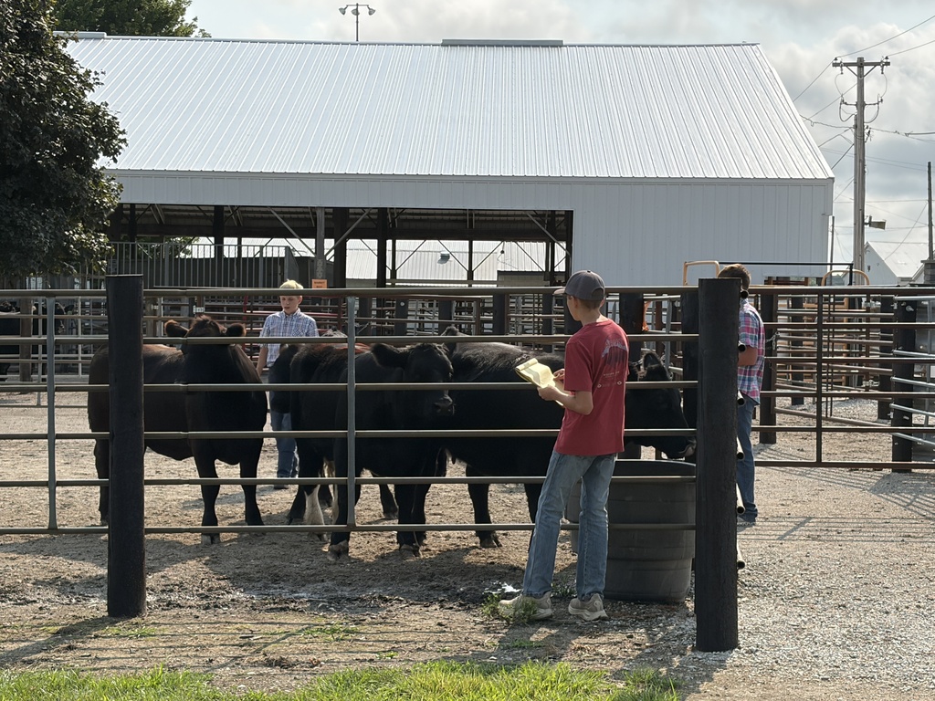 cows