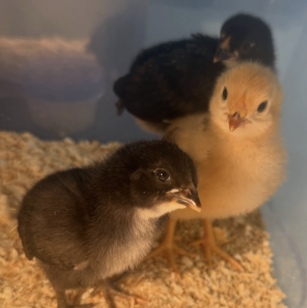 GRMS Baby Chicks