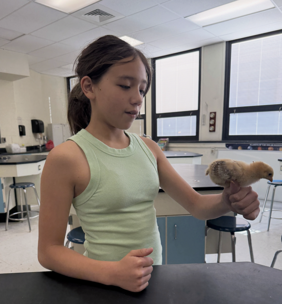 GRMS Baby Chicks