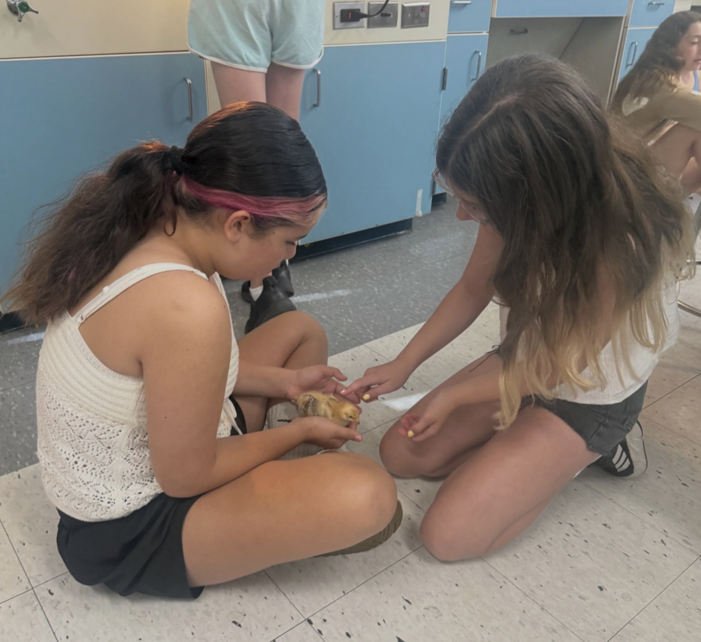GRMS Baby Chicks