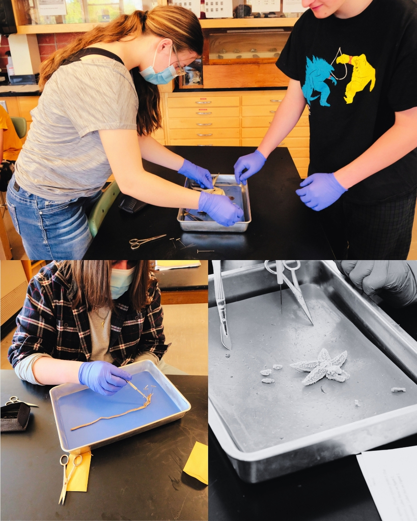 Biology Dissection #1