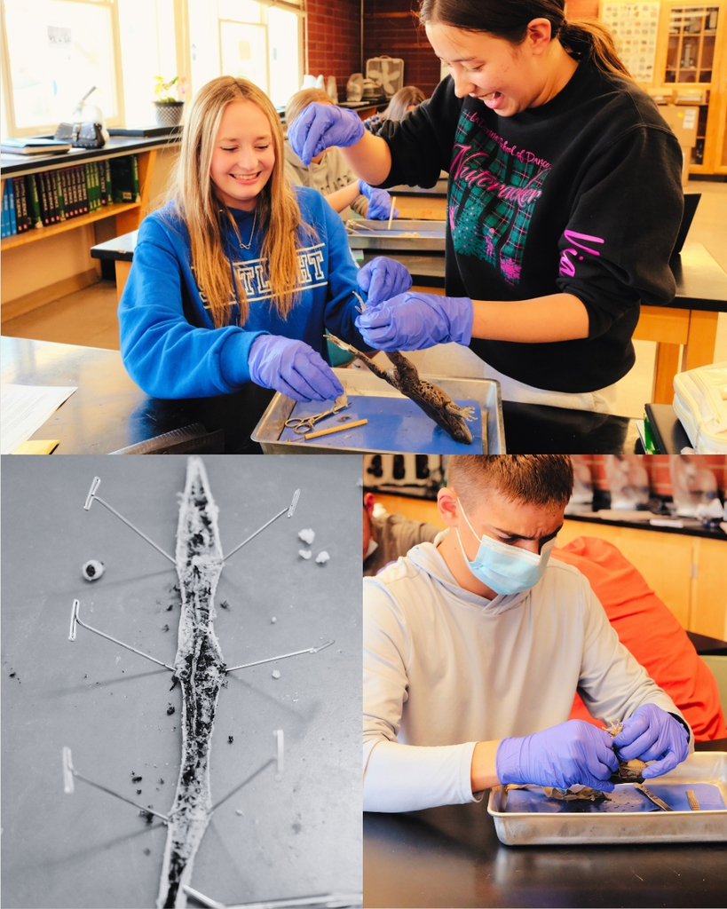 Biology Dissection #3