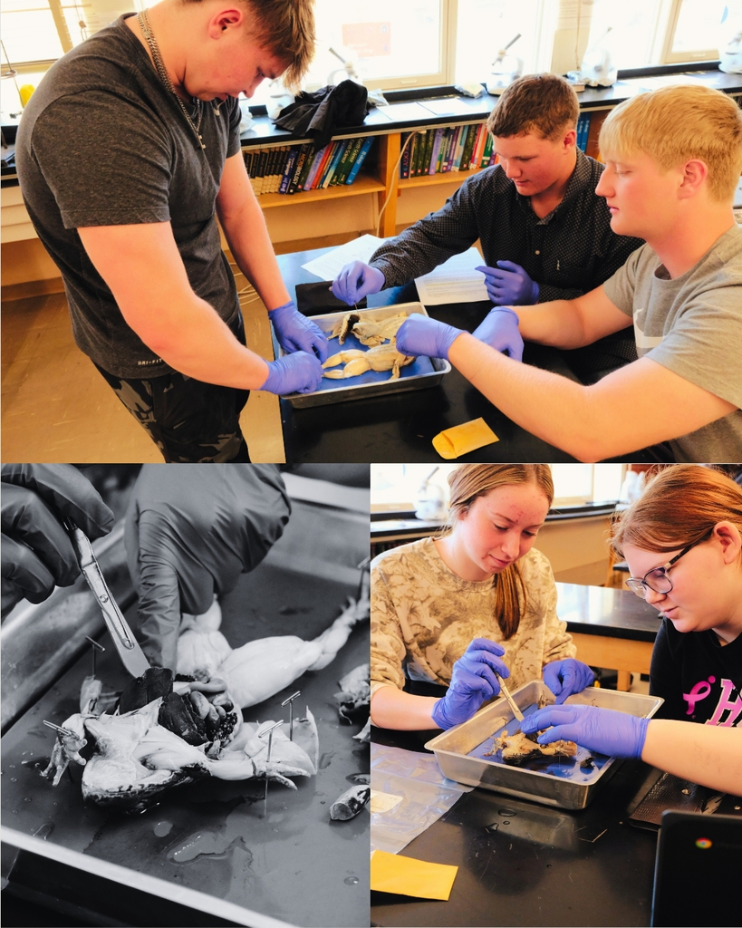 Biology Dissection #2