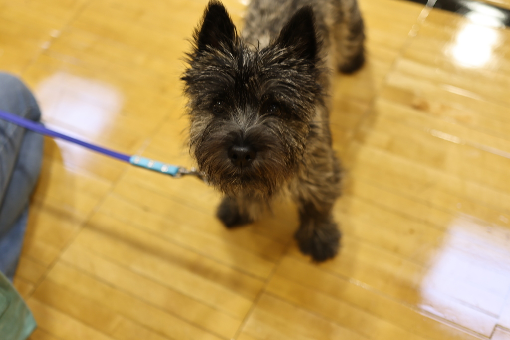 communications@gesdk12.org