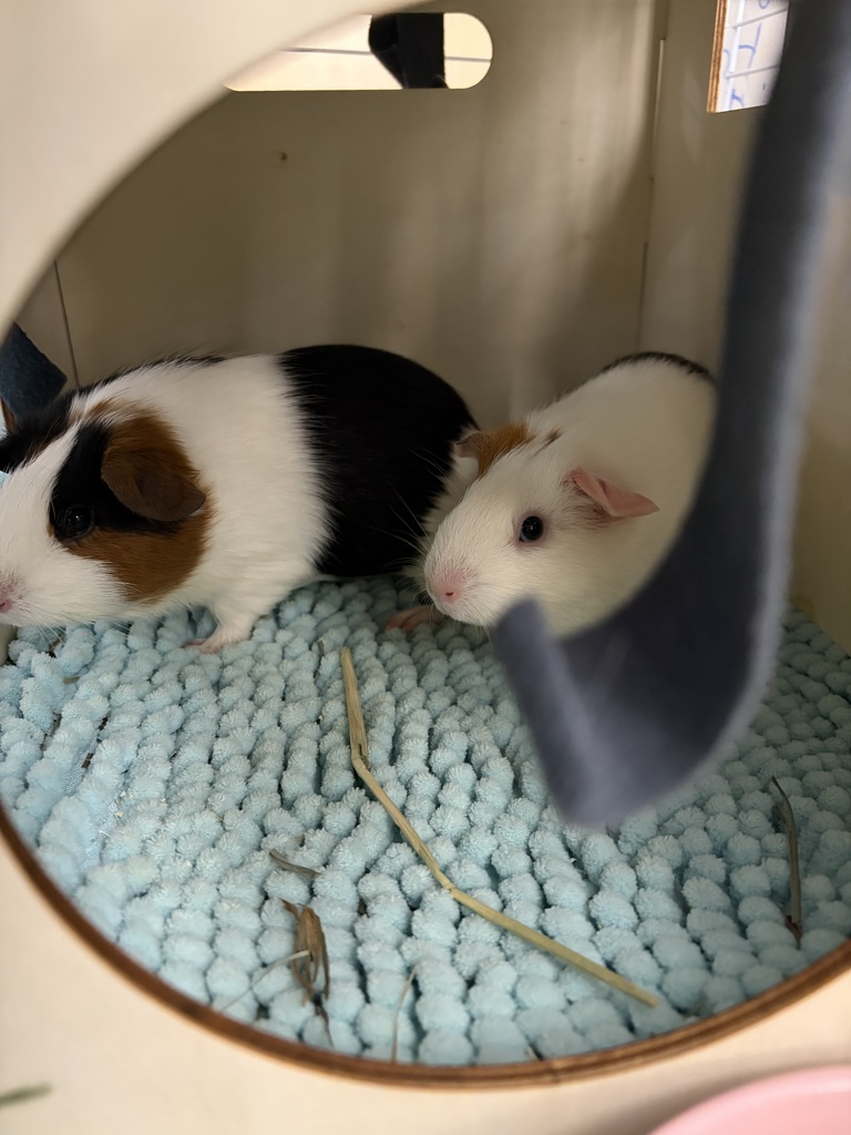 Fiona and Belle Guinea Pigs