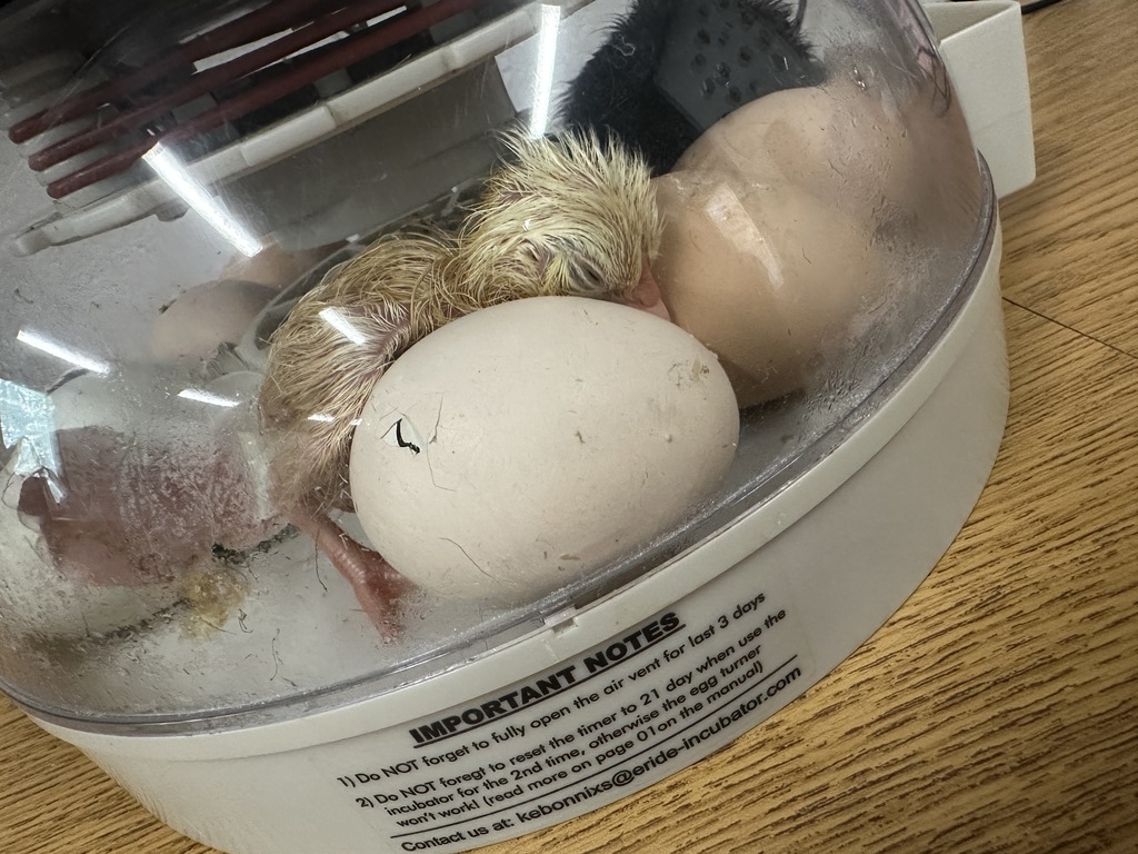 baby chicks