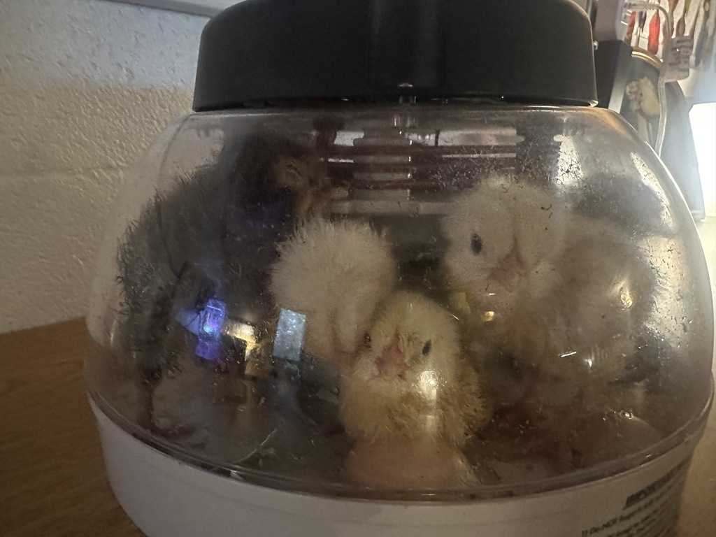 baby chicks