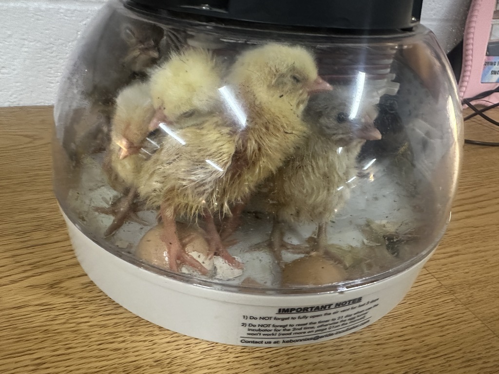 baby chicks