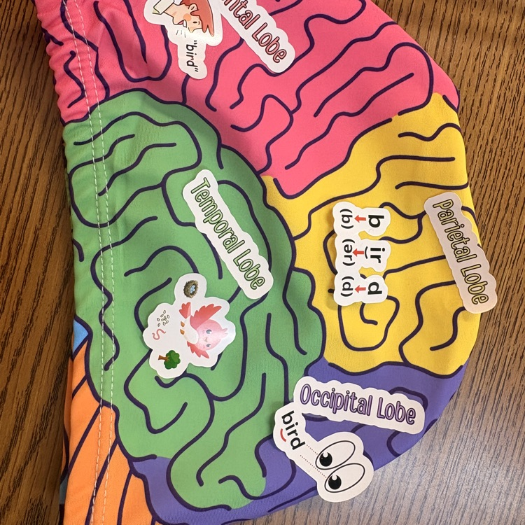 brain parts