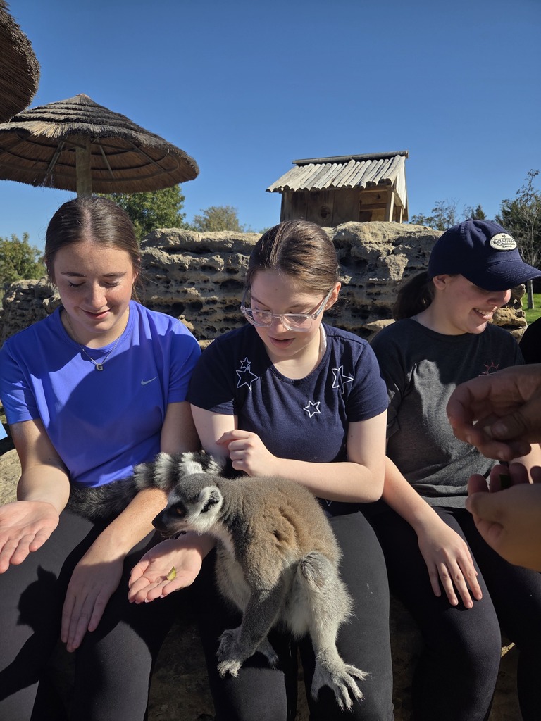 lemur