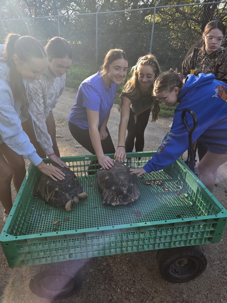 turtles