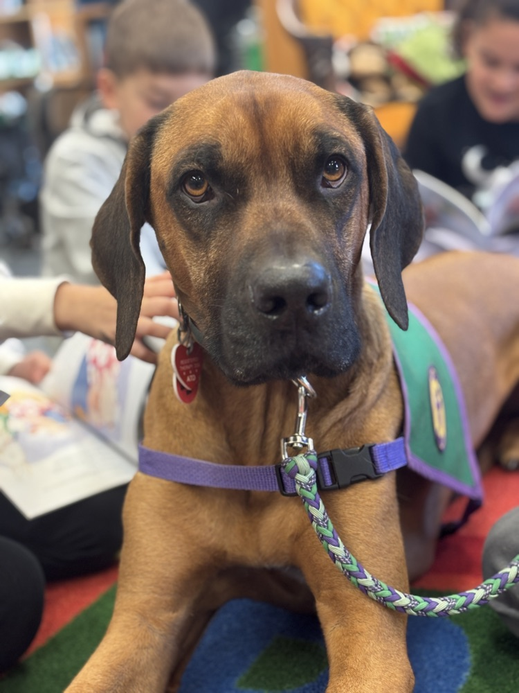 George looks like Mudge from Henry and Mudge!