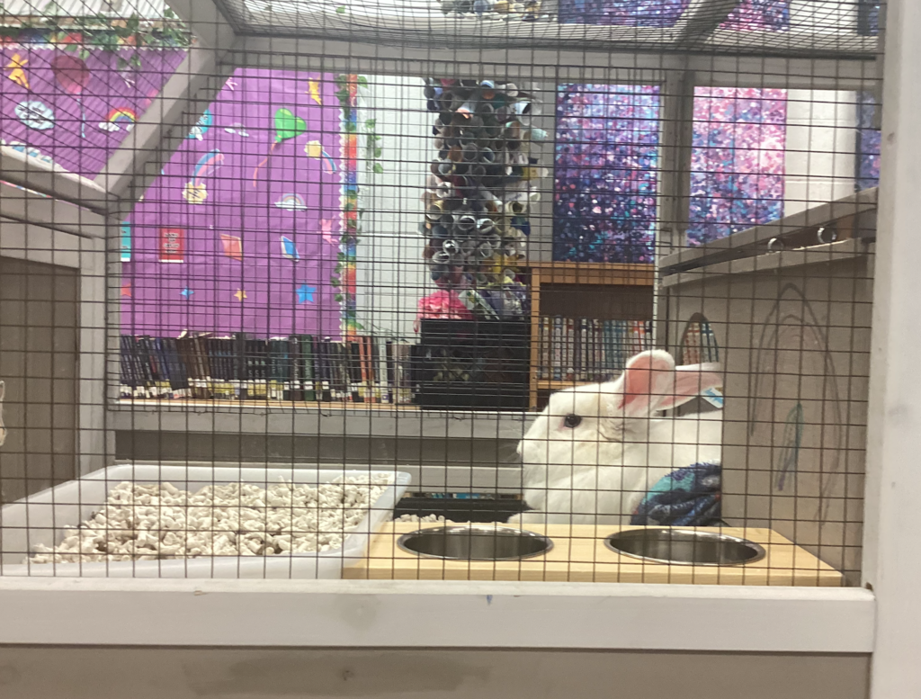 Carrots is a female white rabbit. The Morgan family adopted her from the Goochland Animal Shelter.