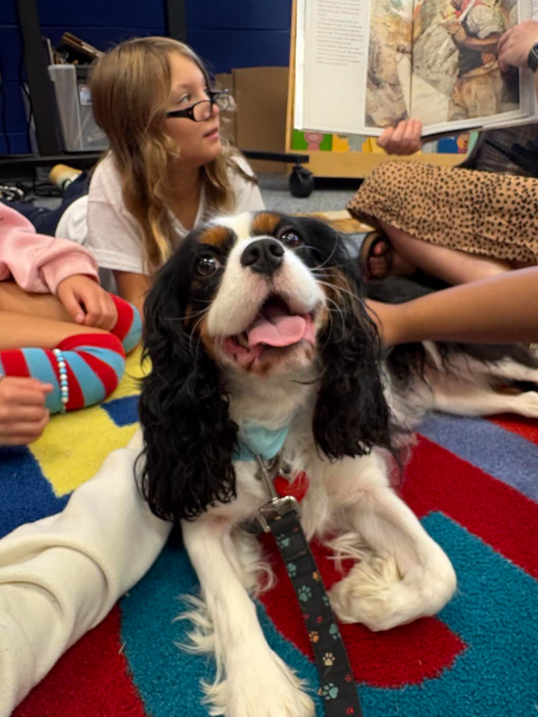 An up close shot of Dawson the Reading Therapy Dog