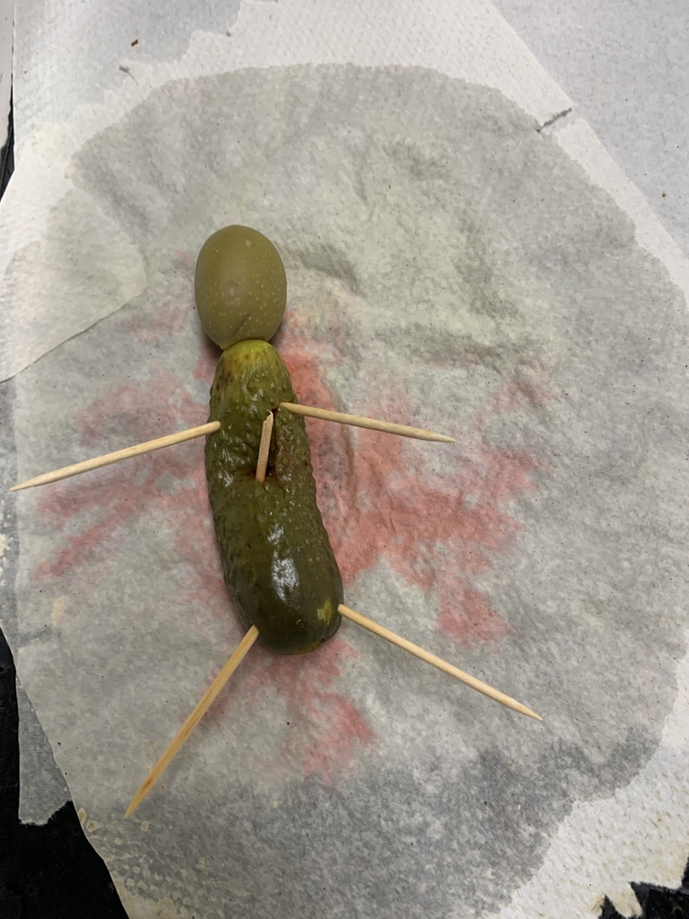 Cucumber Autopsy Victim 6