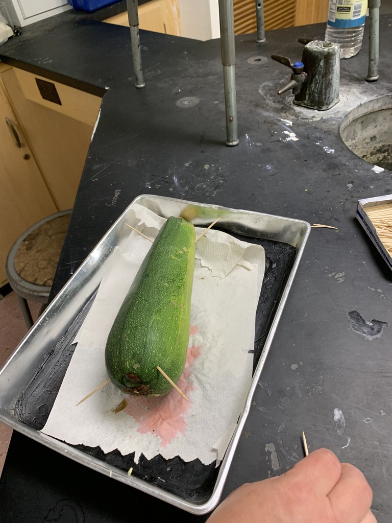 Cucumber Autopsy Victim 7