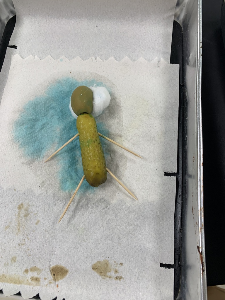 Cucumber Autopsy Victim 3