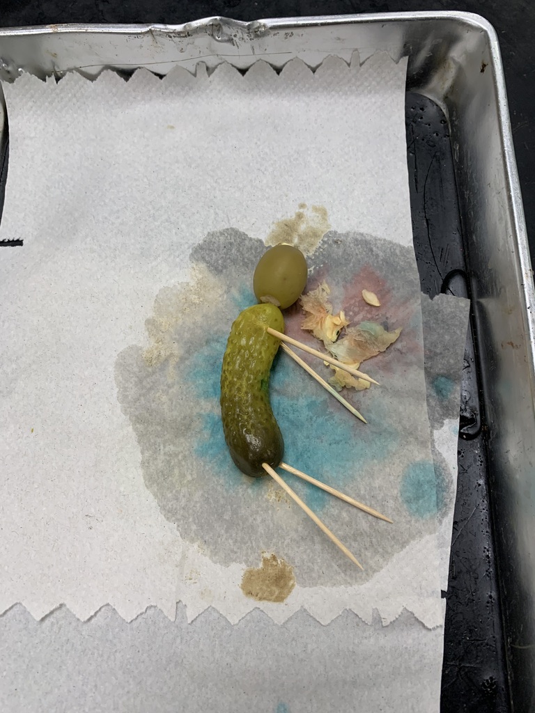 Cucumber Autopsy Victim 4