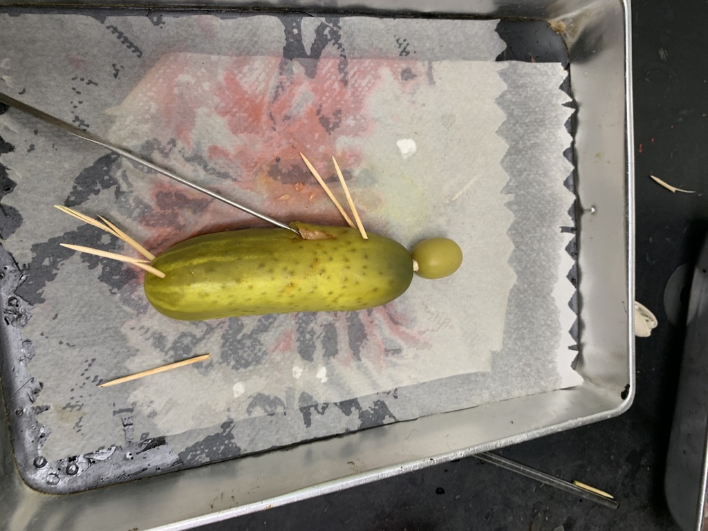 Cucumber Autopsy Victim 9