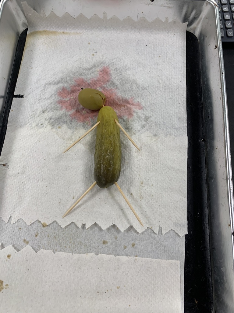 Cucumber Autopsy Victim 2