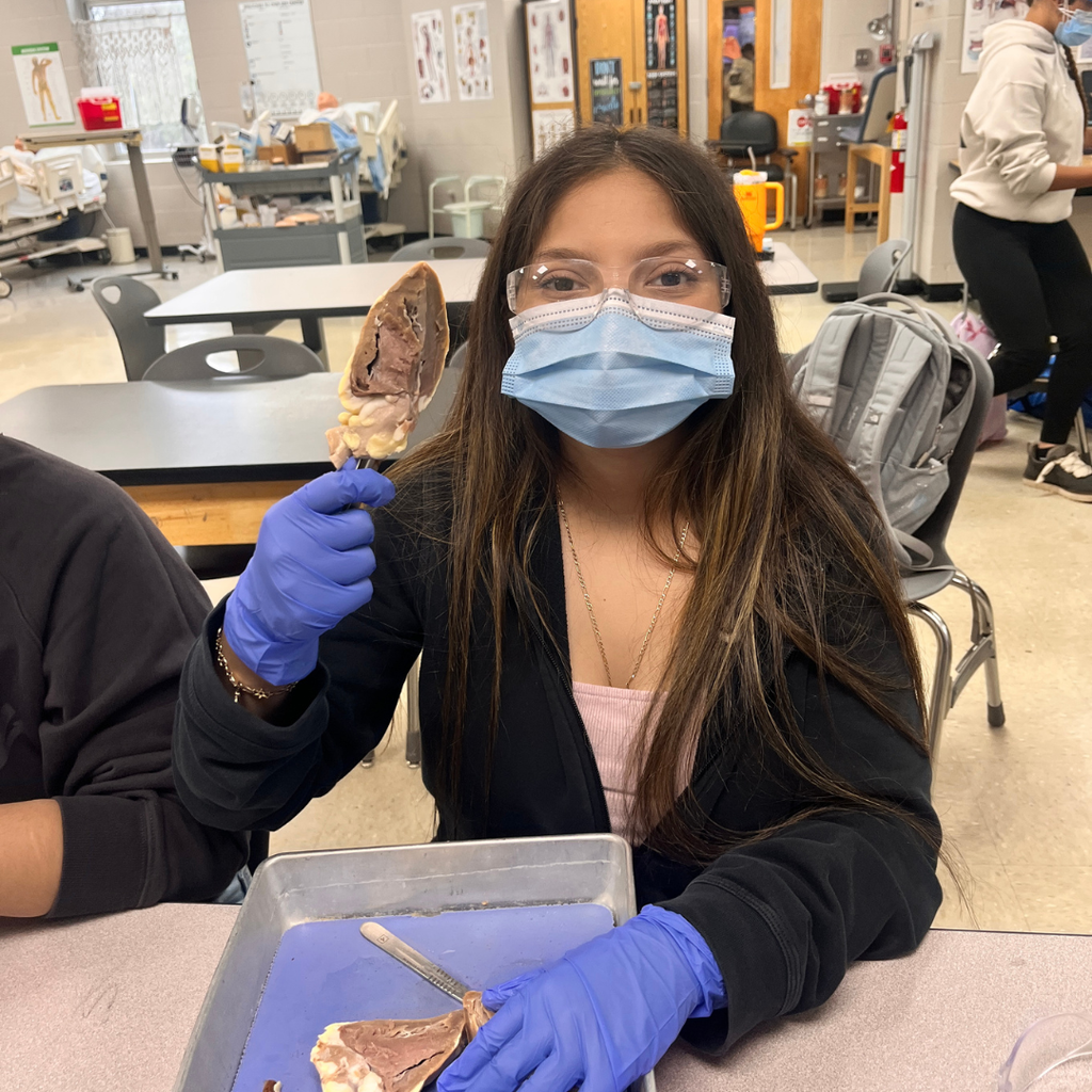 Allied Health student(s) dissecting a sheep's heart. 