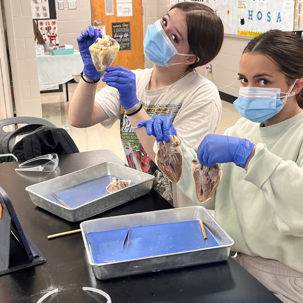 Allied Health student(s) dissecting a sheep's heart. 