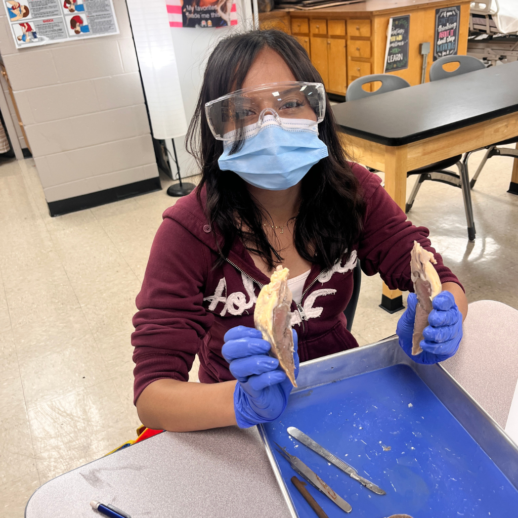 Allied Health student(s) dissecting a sheep's heart. 