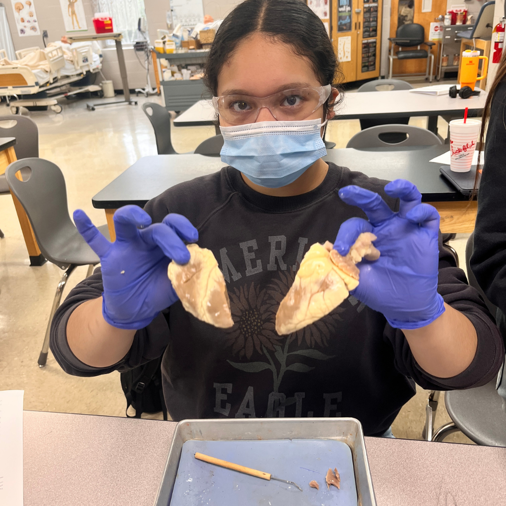 Allied Health student(s) dissecting a sheep's heart. 
