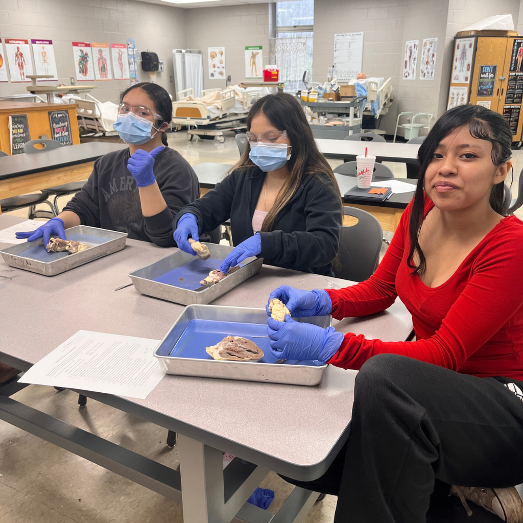 Allied Health student(s) dissecting a sheep's heart. 