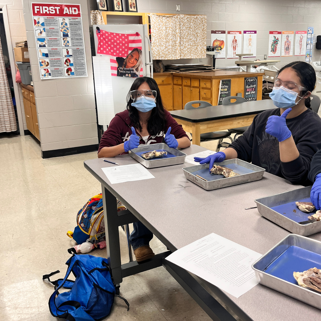Allied Health student(s) dissecting a sheep's heart. 