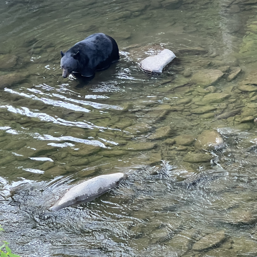 Surprise bear sighting by the GCHS band students