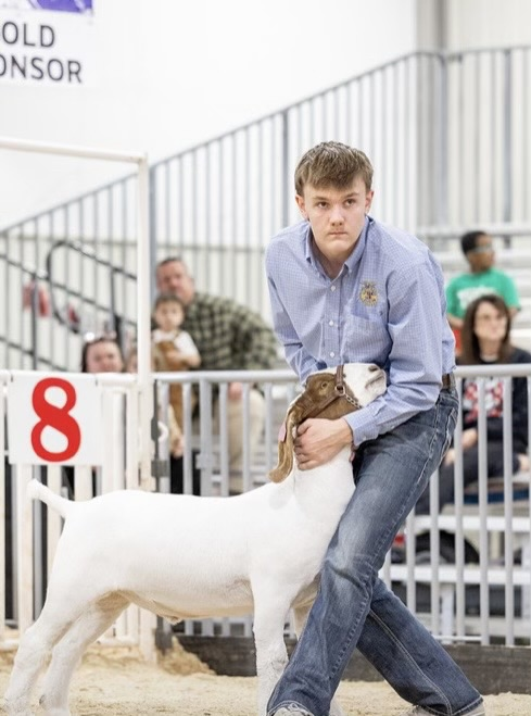 Regional Livestock Show