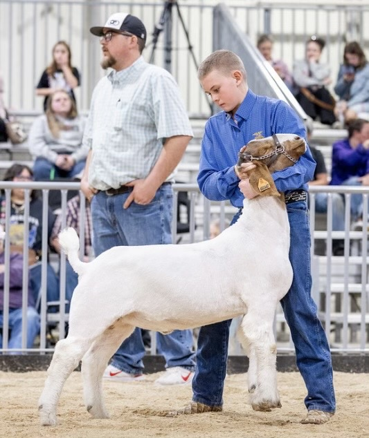 Regional Livestock Show