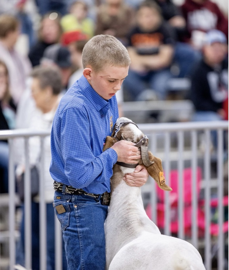 Regional Livestock Show