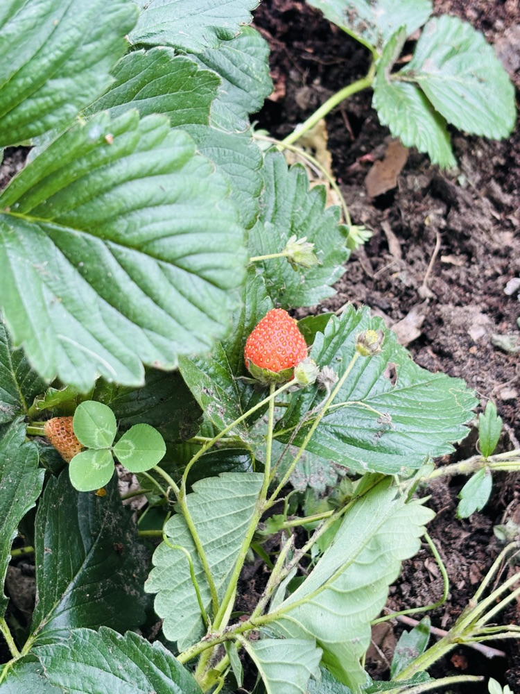 Elem. Garden